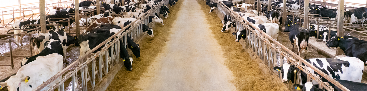 Dairy producer evaluating farm performance and planning for changing market conditions.